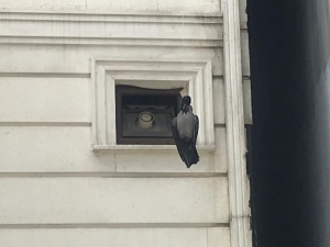 Pendik’te Dehşete Düşüren Görüntü: Kargayı Boynundan İple Astılar