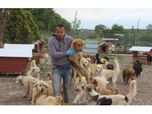 Sokak Hayvanları İçin Çiftlik Kurdu, 500 Köpeği Besleyip Sahiplendiriyor