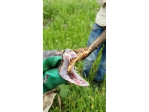 Türkiye’nin Zehri En Ölümcül Yılanı Derecik’te Görüldü