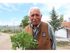 65 Yaş Üzeri Vatandaşın Bahçe Bakımını Belediye Ekipleri Yapacak