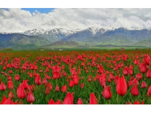 Muş Ovası’nı Kırmızıya Bürüyen Laleler Kartpostallık Görüntüler Oluşturuyor