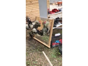 Horoz Aynada Kendini Görürse