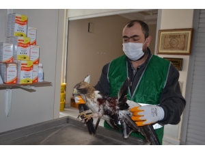 Yaralı Şahine Bünyan Belediyesi Sahip Çıktı