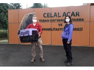 Vervet Maymunları Rehabilitasyon Merkezine Teslim Edildi