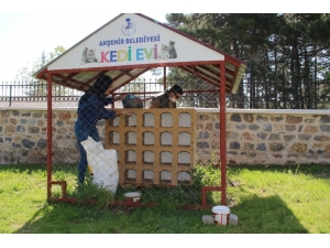 Akşehir’de Sokak Hayvanları Unutulmuyor