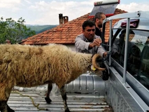 Şehit Ailesi Kampanyaya Koyunlarını Bağışladı