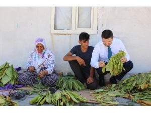 Milletvekili Toprak, Tütün Üreticilerine Kolaylık Diledi