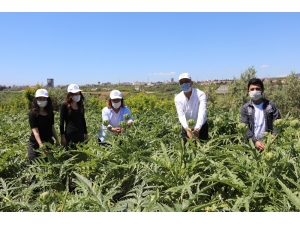 Genel Başkan Köse İle Başkan Tarhan Tarlada Enginar Topladı
