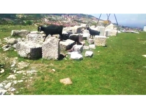 Antik Kentte Koyunlar Otluyor