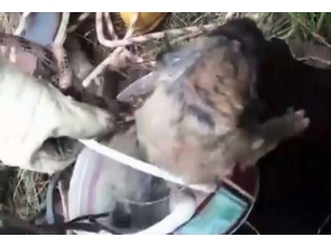 Sondaj Kuyusuna Düşen Yavru Köpek Kurtarıldı