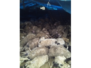 Elazığ’da Kurtlar, 120 Koyunu Telef Etti