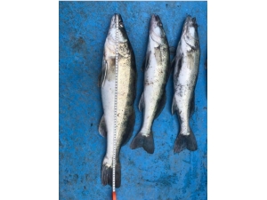 Balıkla Fotoğraf Çektiren Olta Avcısı Ve Tekne Sahibine 15 Bin Lira Ceza