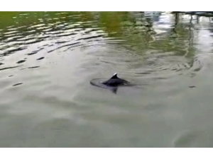 Irmakta Avlanan Yunus Cep Telefonu İle Görüntülendi