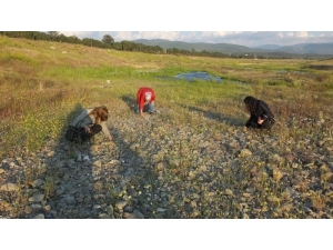 Balıkesir’de Hıdrellez Kutlamalarına Virüs Engeli
