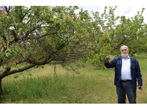 Tarım İlacı Kayısı Ağaçlarını Kuruttu