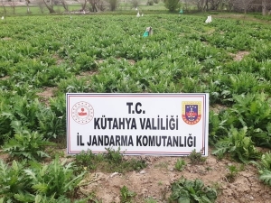 Emet’te 5 Bin Kök Kaçak Ekilmiş Haşhaş Bitkisi Ele Geçirildi