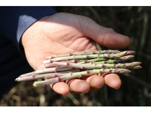 Dikenler Arasındaki Şifa Kaynağı "Kuşkonmaz"