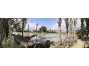 Ankara’da Tek Nallıhan’da Yapılan Çeltik Ekimi Başladı