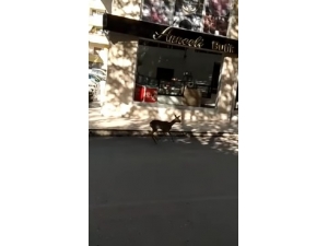 Kastamonu’da Şehir Merkezine Ceylan İndi