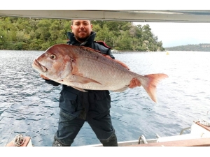 Amatör Balıkçısının Oltasına Dev Trança Takıldı