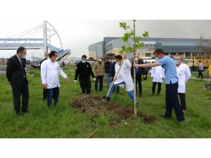 Hastane Bahçesinde Fidanlar Nefes Olacak