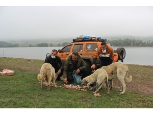 Uludağ’daki Hayvanlar "Aç Kalmasın" Diye Öyle Engelleri Aşıyor Ki