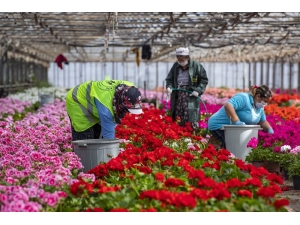 Sardunyalar Anneler Günü İçin Hazırlanıyor