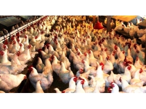 Kütahya’da 1 Milyon 527 Bin 796 Kümes Hayvanı Bulunuyor