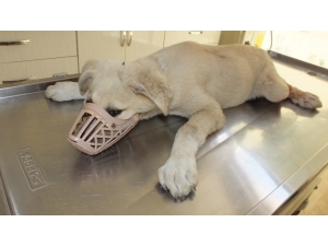 Balıkesir’de Aracın Çarptığı Yavru Köpeğe Veteriner Hekim Sahip Çıktı