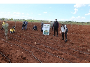 Çiftçilere Sağlanan Fideler Toprakla Buluştu