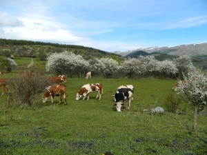 Posof’ta Bahar Bir Başka Güzel