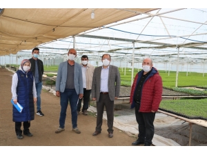 Erzincan’da Fide Üretim Ve Satışı Son Hızla Devam Ediyor