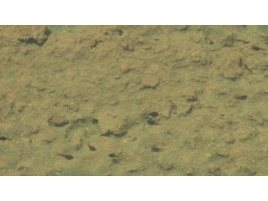 Dünyaca Ünlü Kırmızı Su, Artık Kurbağa Yavrularının