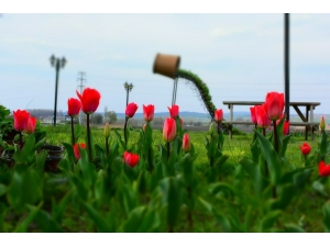 İnönü’de Baharın Müjdecisi Laleler Göz Kamaştırıyor