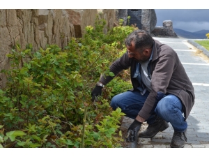 Bünyan’da Yeşil Alanlar Ve Parklarda Çalışmalar Devam Ediyor