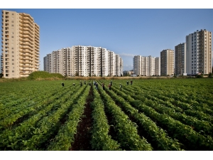 Sürdürülebilir Tarım İçin Ekim Nöbeti Sistemi Doğru Uygulanmalı