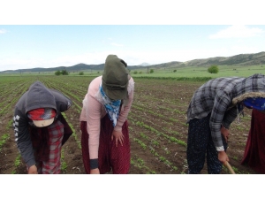 Mevsimlik Tarım İşçileri Koronanın Gölgesinde Mesai Yapıyor
