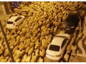 Şehir Merkezinden Geçen Koyun Sürüsü Şaşırttı