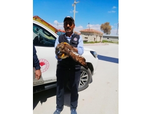 Konya’da Yaralı Halde Bulunan Şahin Koruma Altına Alındı