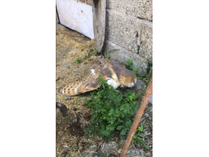 Yaralı Bulunan Peçeli Baykuş Tedavi Altına Alındı