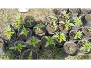 Ormanlık Alanda Saksıda Yetiştirilen Kenevirler Jandarmaya Takıldı