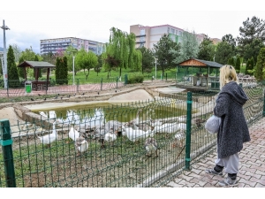 Üniversite Öğrencisi Kampüs Bahçesindeki Hayvanları Unutmadı