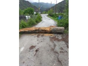 Korona Virüs Dolayısıyla Köyün Girişlerini Ağaç Tomruklarla Kapattı