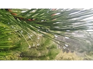 Yağmur Damlaları İlginç Görüntüler Oluşturdu