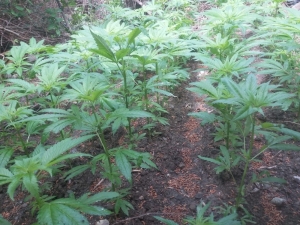 Damlama Sulama Sistemiyle Yetiştirilen Kenevirler İmha Edildi