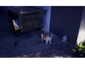 Mahsur Kalan 4 Yavru Kedi İtfaiye Ekiplerince Kurtarıldı