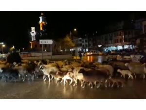 Şehir Merkezinden Koyun Sürüsü Geçti