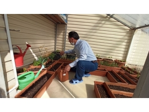 Cumhurbaşkanının Talimatını Dinledi, Sebzelerini Terasta Yetiştirmeye Başladı