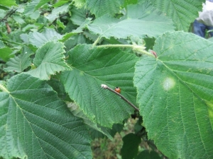 Fındıkta ’Külleme’ İle Mücadele Çağrısı