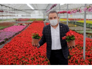 Başkan Böcek Çiçek Üreticisinin Yanında